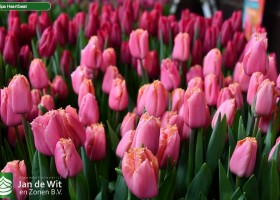 Tulipa Heartbeat ® (2)